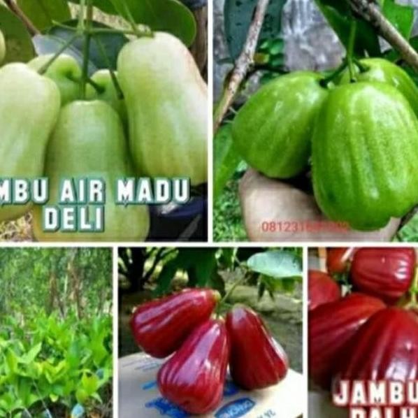 Terlaris Paket 3 Jenis Tanaman Bibit Jambu Air