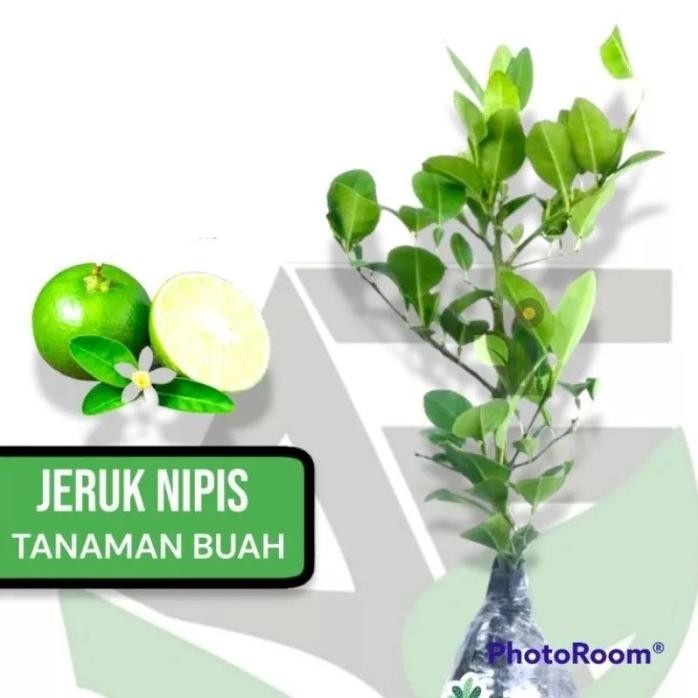 

Terlaris Bibit Tanaman Jeruk Nipis