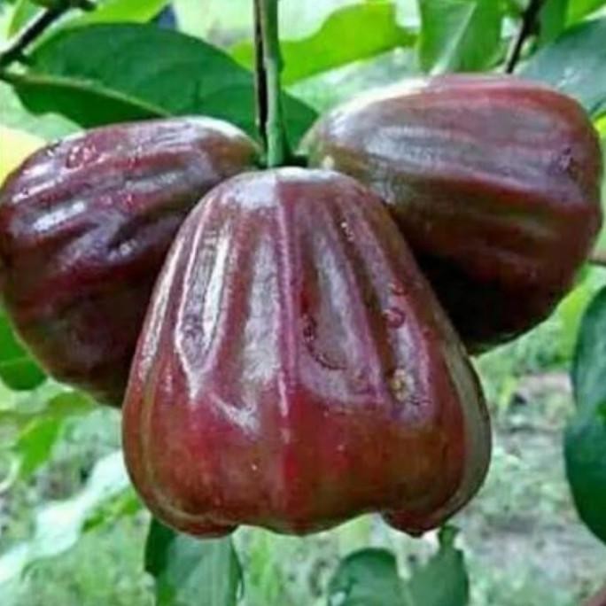 

Terlaris Grosir Bibit Pohon Tanaman Jambu Black Cepat Berbuah Unggul Terlaris B