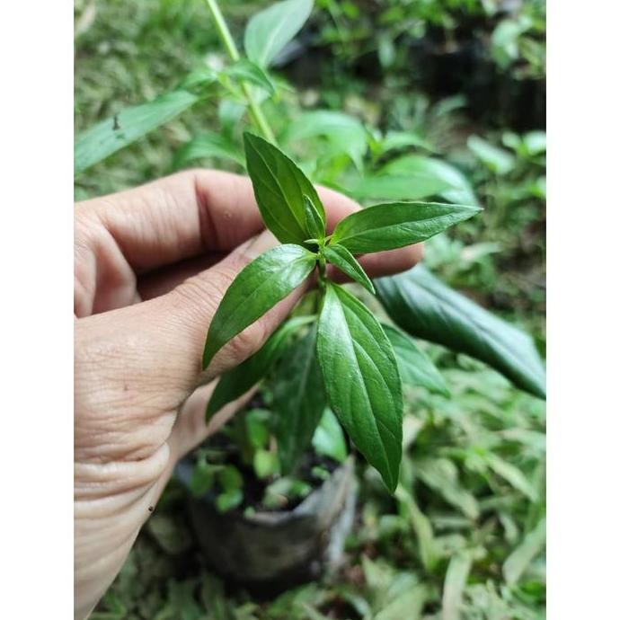 

Terlaris Bibit Tanaman Herbal Sambiloto - Samiloto