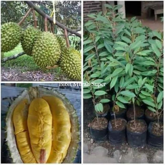 

Terlaris Bibit Tanaman Durian Bawor Okulasi Berkualitas Super Unggul