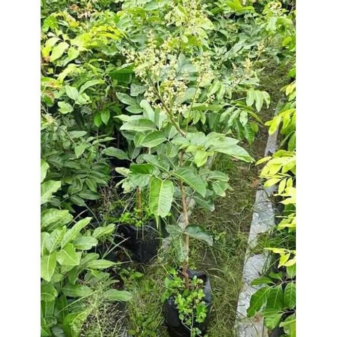 

Terlaris Bibit Tanaman Buah Kelengkeng Aroma Durian(Sudah Berbunga/Berbuah)
