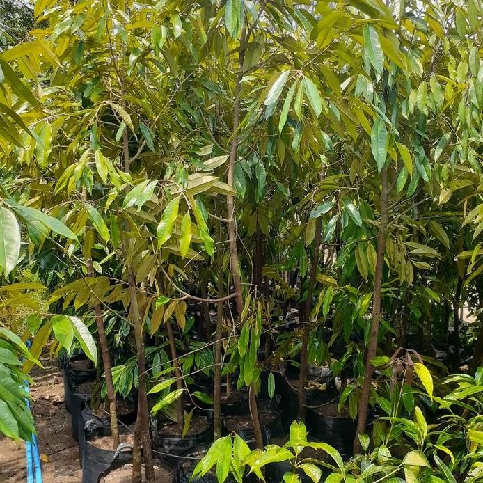 

Terlaris Promo Bibit Durian 2 Meter Batang Besar Siap Berbuah