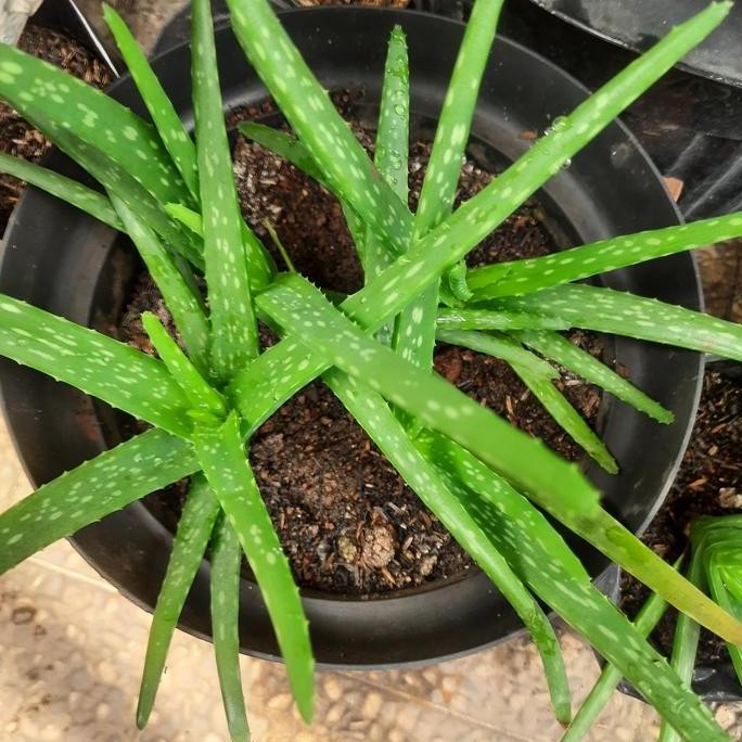

Terlaris Bibit Tanaman Lidah Buaya Aloe Vera