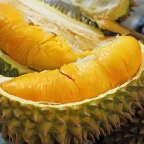 

Terlaris Paket 3 Bibit Tanaman Buah Durian Monthong Thailand Super