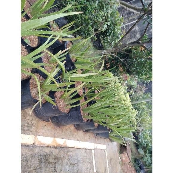 

Terlaris Bibit Lidah Buaya Sewrba 6193Of