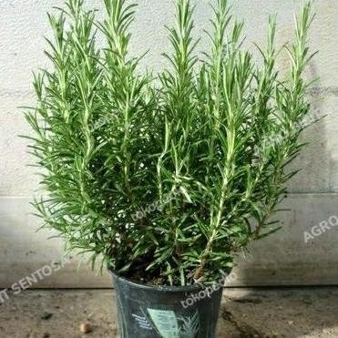 

Terlaris Benih Bibit Tanaman Rosemary Orinal Unggul Asli Az