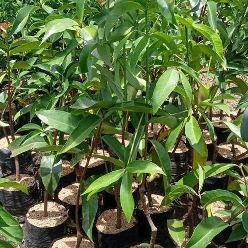 

Terlaris Bibit Tanaman Buah Jambu Air Darsono Seedling Semai Biji