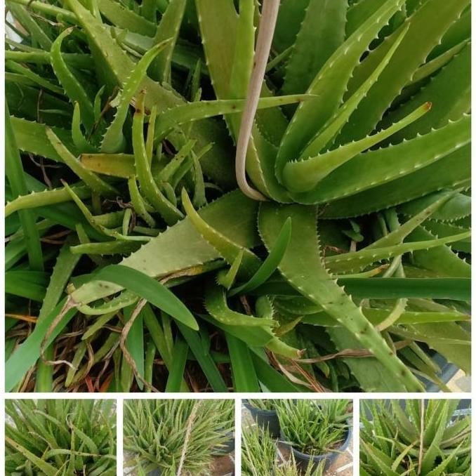 

Terlaris Tanaman Benih Bibit Lidah Buaya