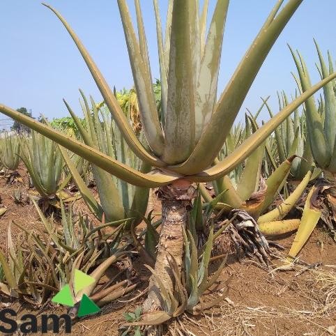 

Terlaris Bibit Lidah Buaya Jumbo Organik 20 - 30 Cm Navsdn 8274Ta
