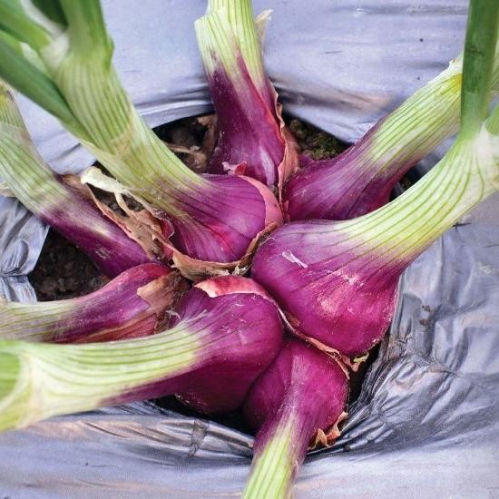 

Terlaris Bisa Bayar Di Tempat - Bawang Merah 35 Biji Bibit Seed Benih Bawang Merah Lokananta Cap Panah Merah - Bibit Tanaman Sayur Sayuran Seribuan