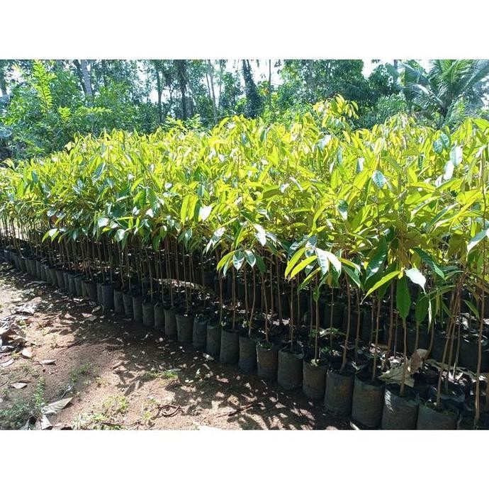 

Terlaris Termurah - Seedling Durian | Seling Bibit Tanaman Durian - Ketinggian 60-100 Cm