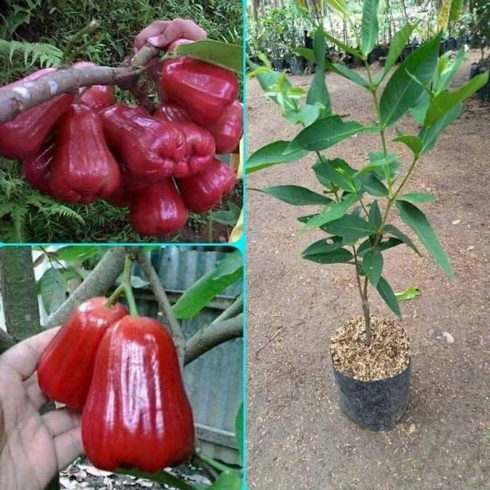 

Terlaris Bibit Tanaman Jambu Air Merah Unggul