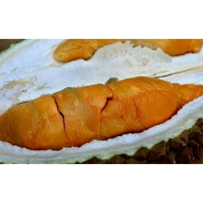 

Terlaris Bibit Tanaman Buah Durian Read Prawn