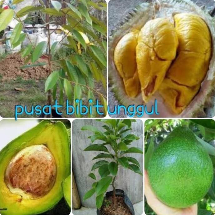 

Terlaris Paket 2 Macam Bibit Buah Durian Musangking-Alpukat Kendil Super