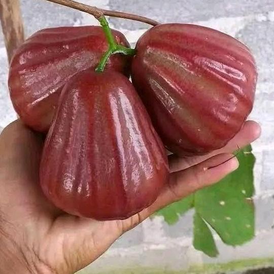 

Terlaris Benih/Bibit Jambu Air Dalhari Stek