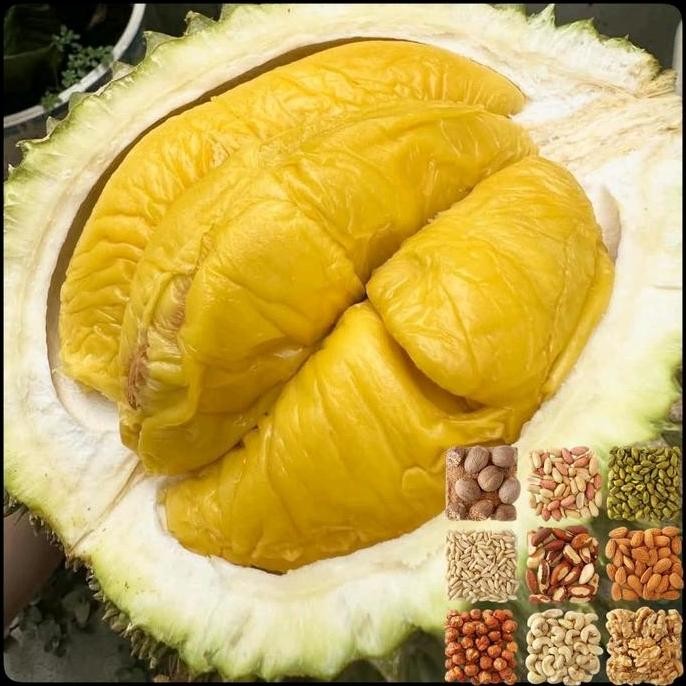 

Terlaris Bibit Durian Musangking Hasil Okulasi Siap Tanam