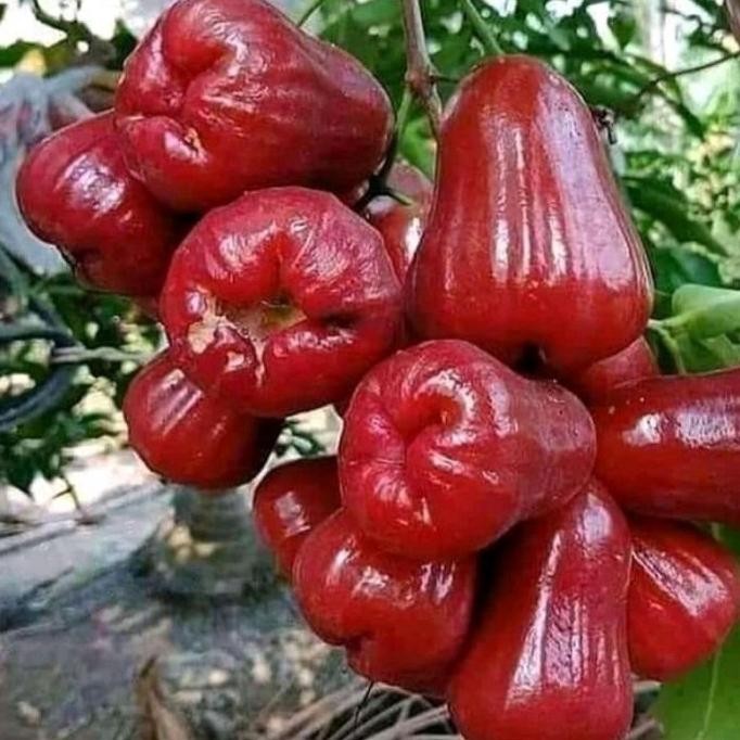 

Terlaris Bibit Jambu Air Citra Super Unggul Okulasi Cepat Berbuah