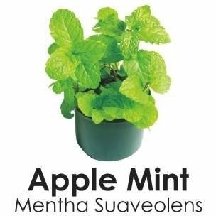 

Terlaris Bibit Tanaman Apple Mint Mentha/Daun Mint Mentha Murah Cccc