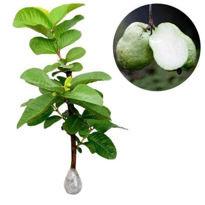 

Terlaris Bibit Buah Jambu Sukun