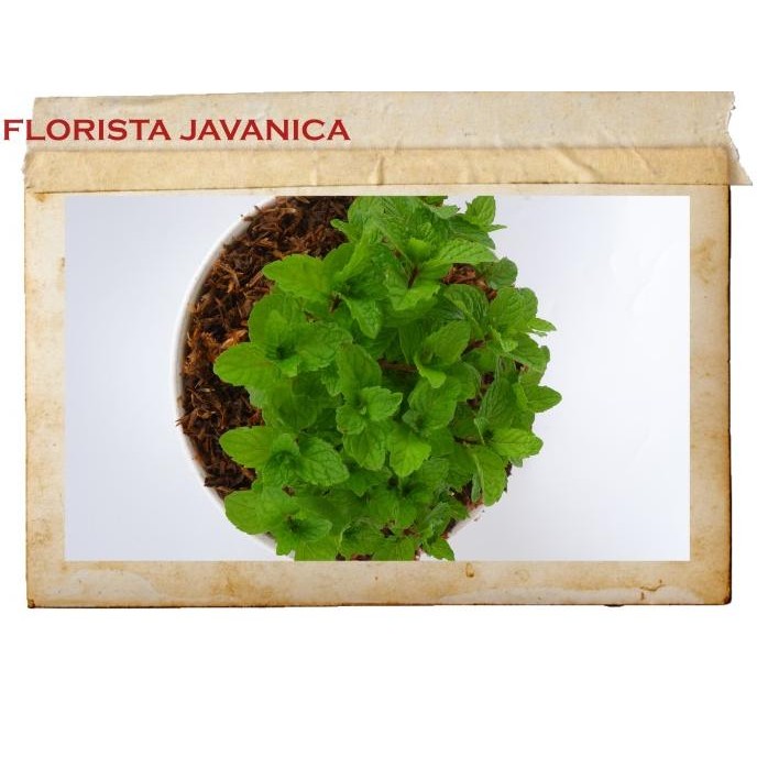 

Terlaris Tanaman Obat Daun Mint - Bibit Tanaman Herbal Pohon Hidup