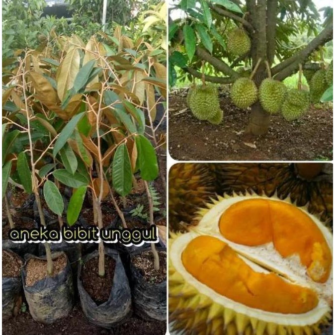 

Terlaris Harga Di Banting Terlaris Bibit Buah Durian Tembaga Okulasi Super