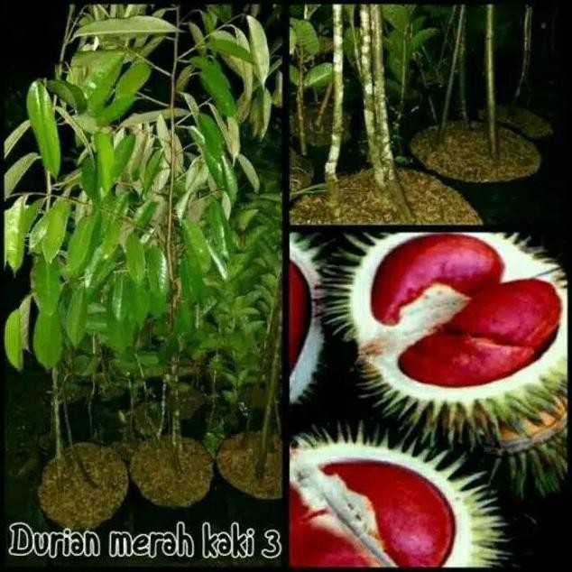 

Terlaris Bibit Durian Merah Kaki 3 Super Iiiii