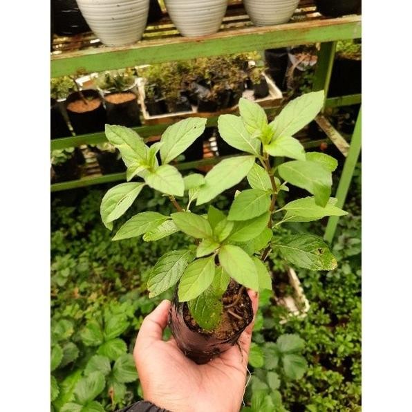 

Terlaris New-Bibit Mint, Daun Mint, Tanaman Mint, Sokka Japan