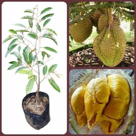 

Terlaris Bibit Durian Bawor Kaki 3
