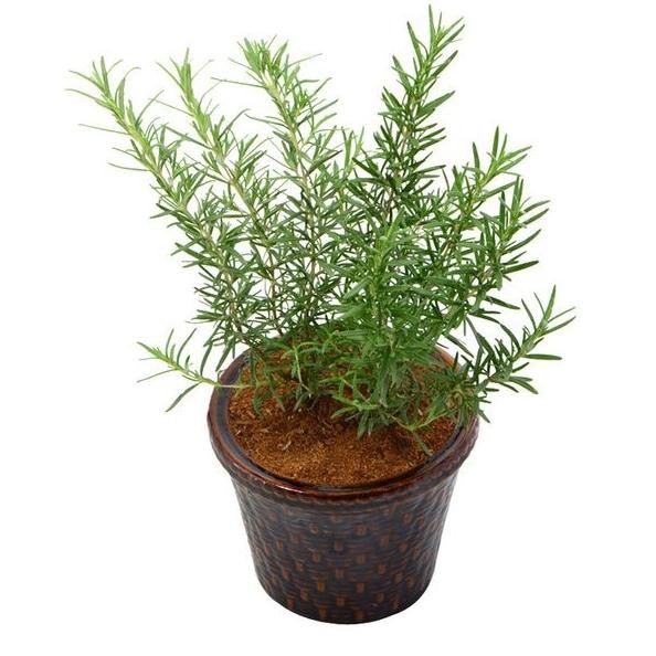 

Terlaris Harg4A Di Banting Terbaru Bibit Tanaman Rosemary - Pohon Daun Dan