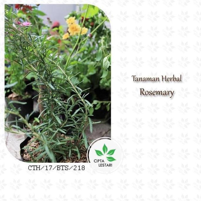 

Terlaris Terlaris Bibit Tanaman Rosemary Bibit Pohon Rosemary Bibit Daun