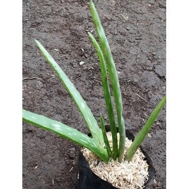 

Terlaris Promo Terlaris Bibit Lidah Buaya/Aloe Vera Cod Cod