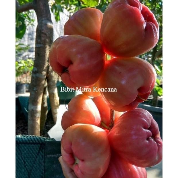 

Terlaris Bibit Jambu Air Red Taiwan Jumbo Okulasi Super Unggulan