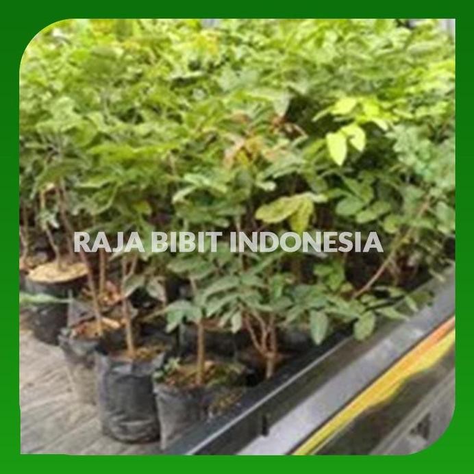 

Terlaris Bibit Kelengkeng Aroma Durian Murah Cepat Berbuah Hasil Stek Okulasi