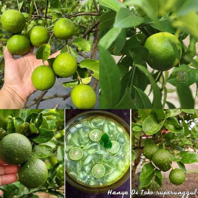 

Terlaris Bibit Jeruk Nipis Jumbo Buah Besar