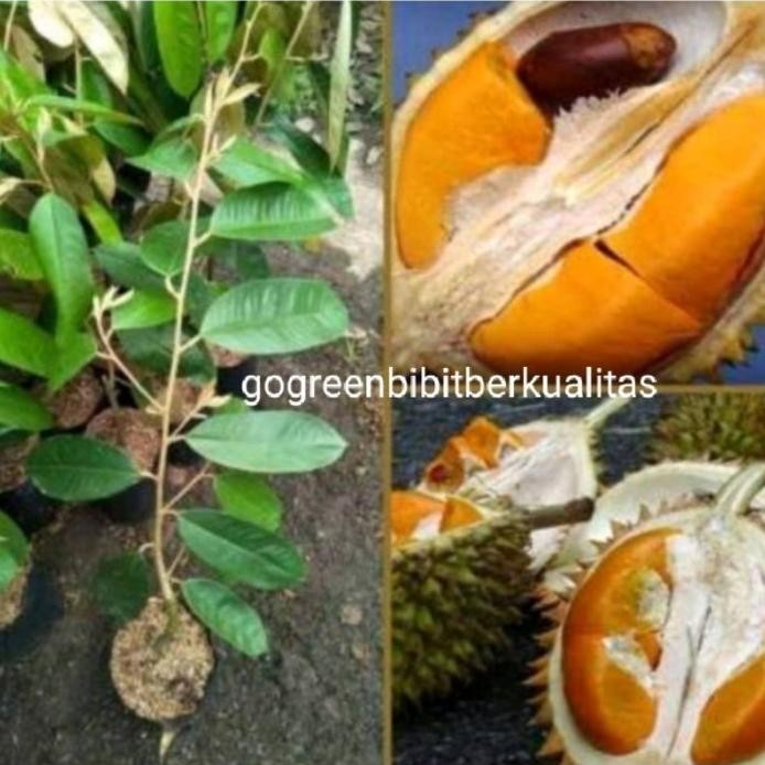 

Terlaris Bibit Durian Super Tembaga Bangka