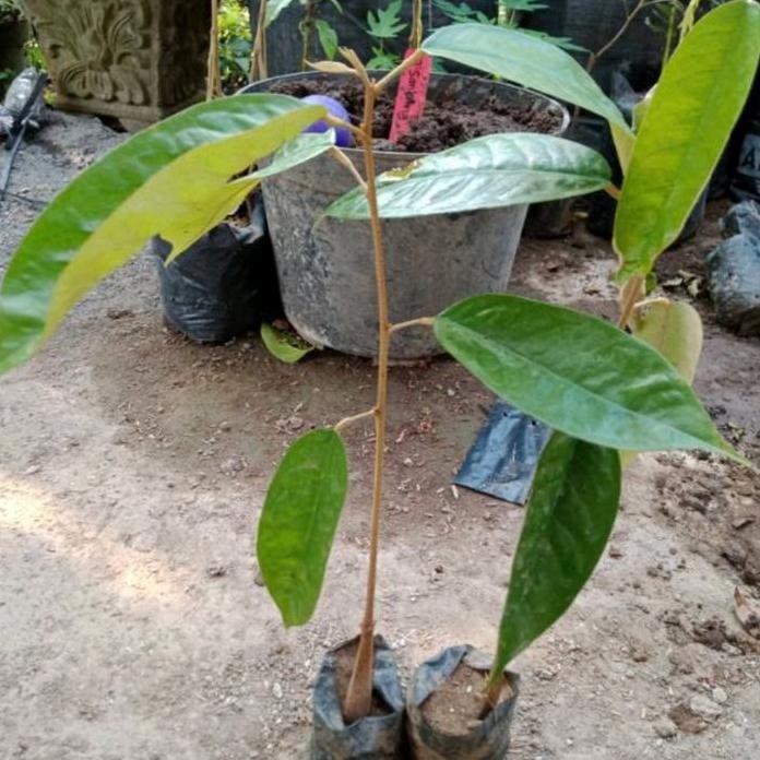 

Terlaris Bibit Durian Musangking Sedling Beli 5 Gratis Pupuk
