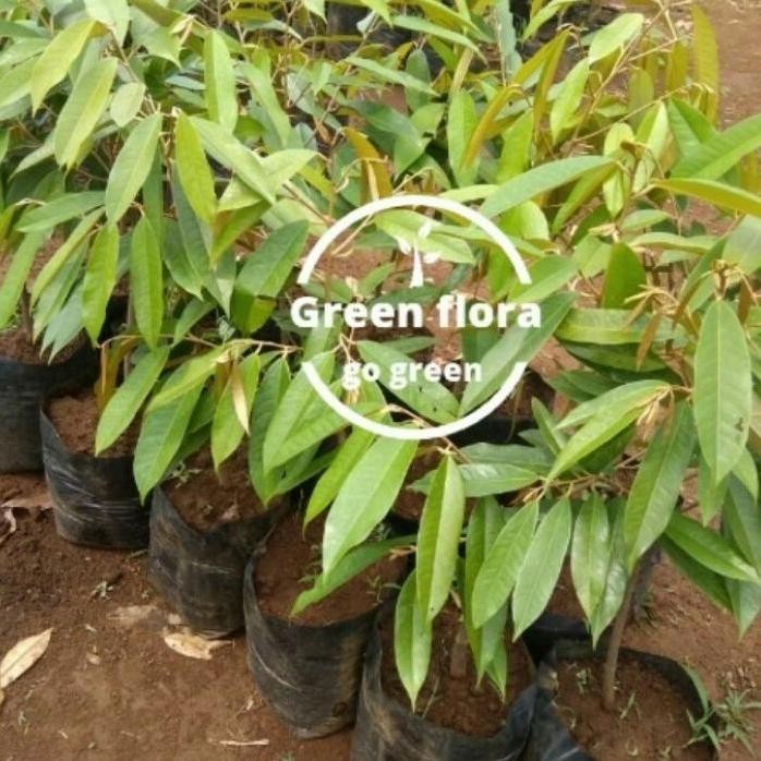 

Terlaris Paket 5 Bibit Pohon Durian Musangking-Pohon Duren Musangking Kaki 1