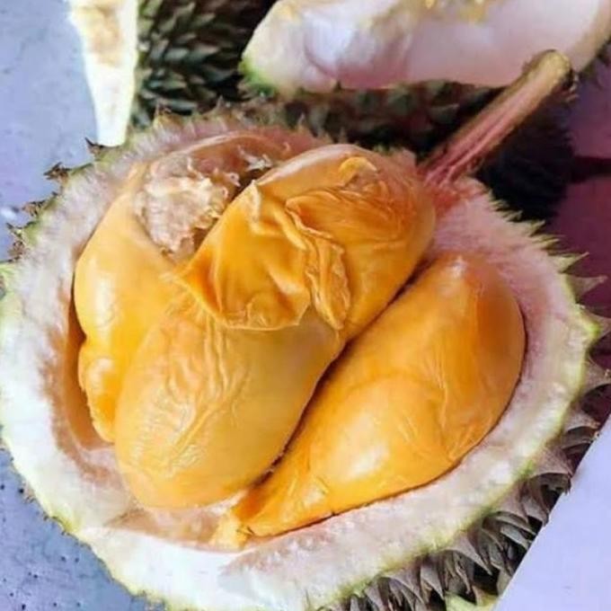 

Terlaris Bibit Tanaman Durian Ochee Duri Hitam Bb82