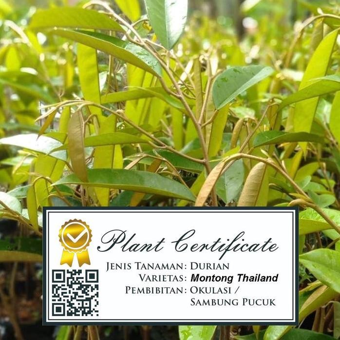 Terlaris Bibit Durian Montong Bersertifikat | Montong Thailand Kane