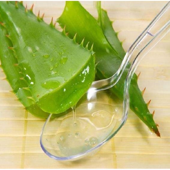 

Terlaris Benih Bibit Lidah Buaya Tanaman Obat Herbal Kosmetik Bibit Unggulan