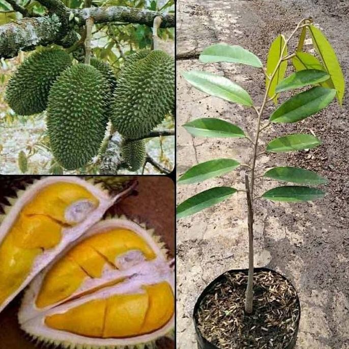

Terlaris Bibit Tanaman Buah Durian Petruk Jepara