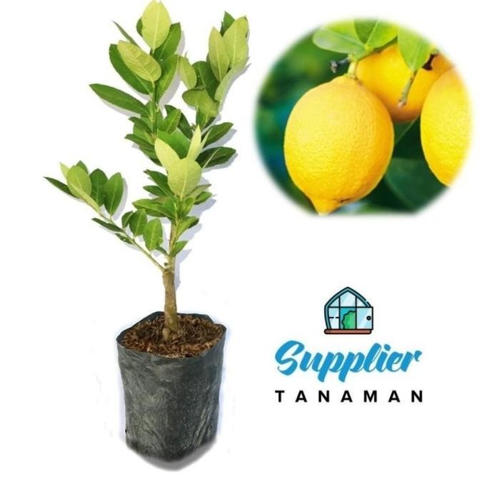 

Terlaris Tanaman Bibit Buah Jeruk Lemon Tea Bonus Daun Mint Dd80