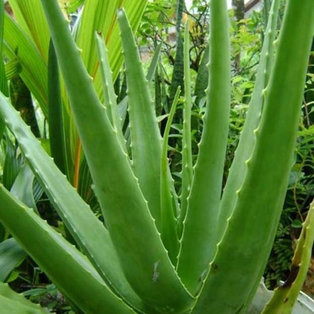

Terlaris Grosir Bibit Tanaman Lidah Buaya Aloe Vera Terlaris