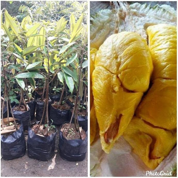 

Terlaris Bibit Durian Musangking Kaki 3