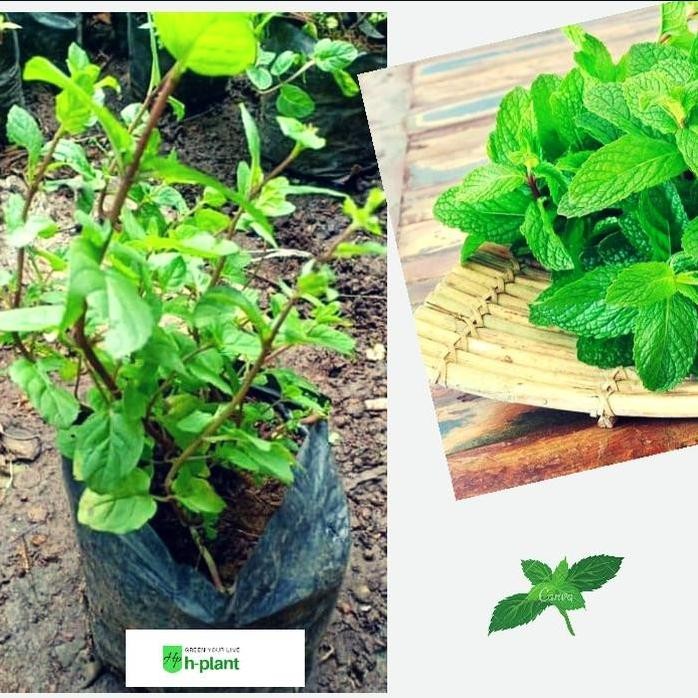 

Terlaris Bibit Tanaman Daun Mint / Daun Spearmint (Mentha)