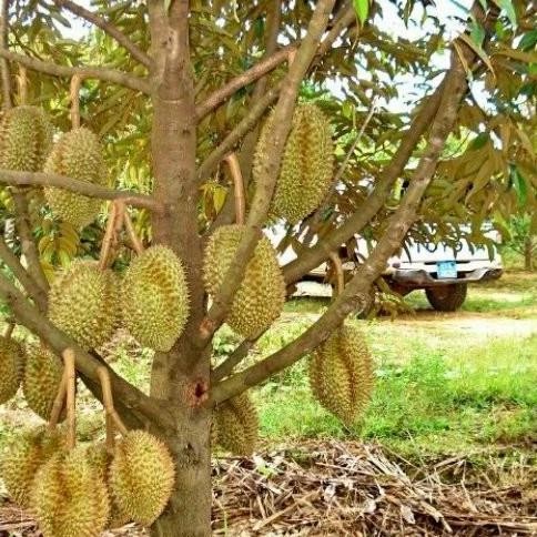 

Terlaris Paket 3 Bibit Durian Super (Musangking , Bawor , Montong) Kaki 3