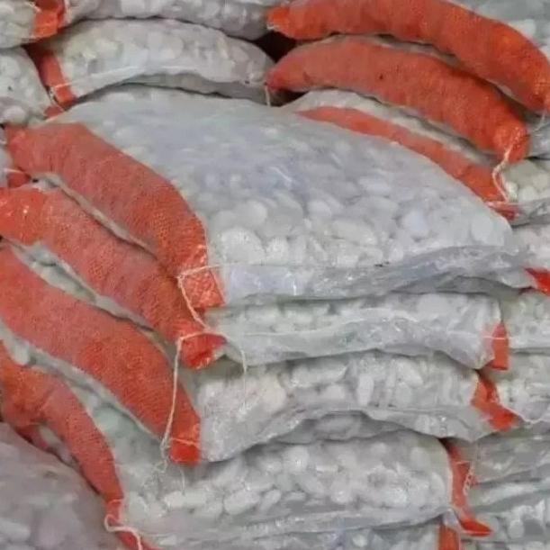 

Terlaris Batu Kupang Putih Karungan 10Kg Batu Alam Hiasan Taman Hiasan Aquarium Terlaris