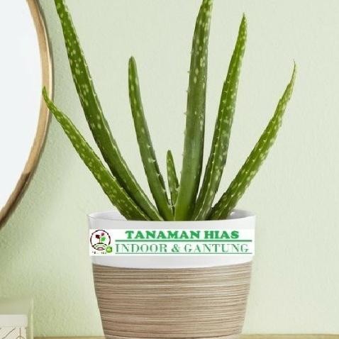 

Terlaris Tanaman Hias Indoor Lidah Buaya Mini Bibit Tanaman Super Unggul Asli Original
