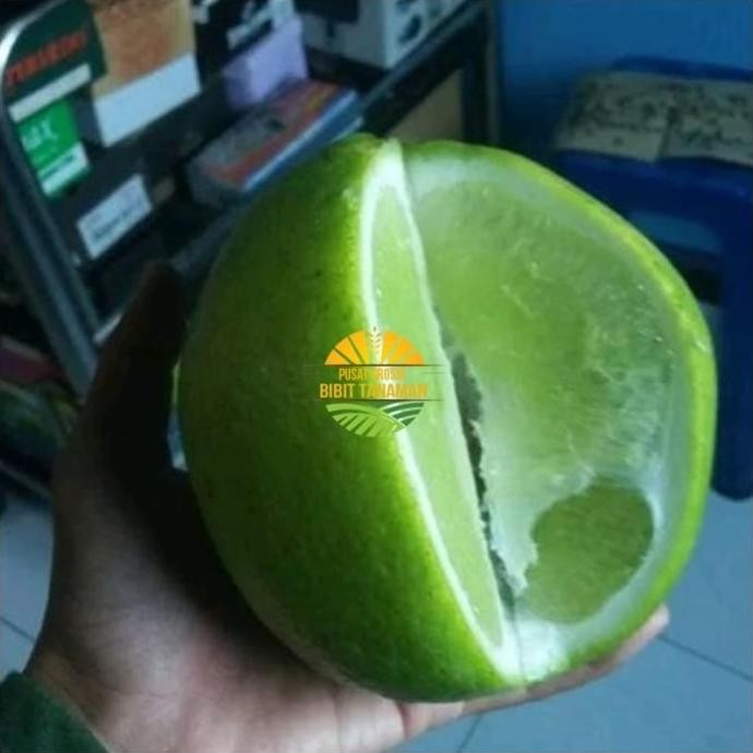 

Terlaris Bibit Jeruk Nipis Jumbo Berbuah.